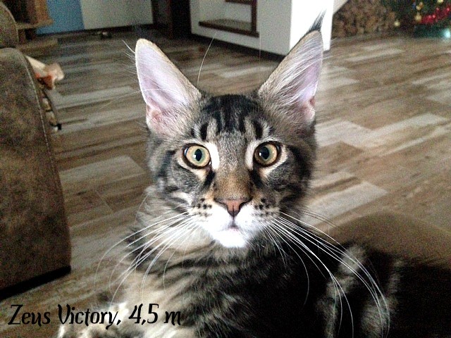 Zeus Victory, 4,5 месяца