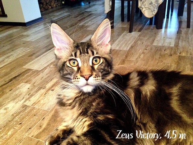 Zeus Victory, 4,5 месяца