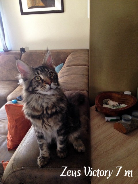 Zeus Victory, 7 месяцев