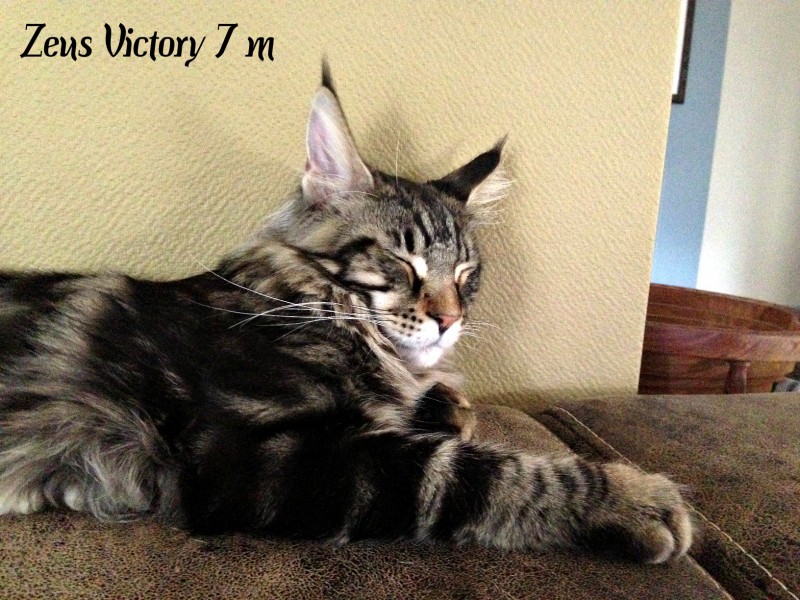 Zeus Victory, 7 месяцев