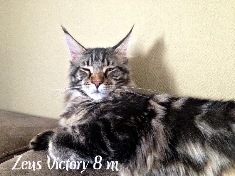 Zeus Victory, 8 месяцев