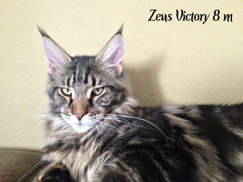 Zeus Victory, 8 месяцев