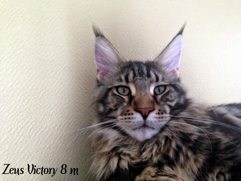 Zeus Victory, 8 месяцев