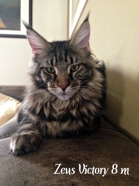 Zeus Victory, 8 месяцев