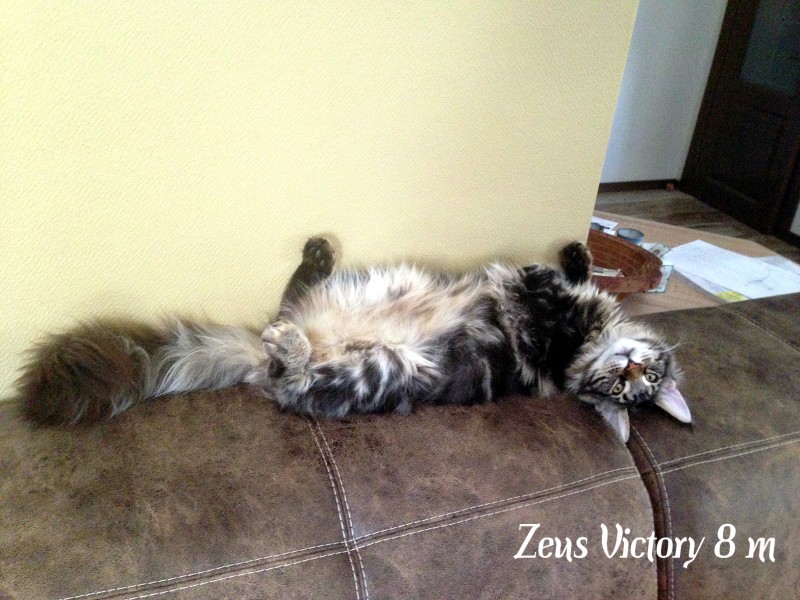 Zeus Victory, 8 месяцев