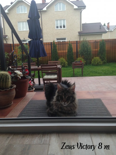 Zeus Victory, 8 месяцев