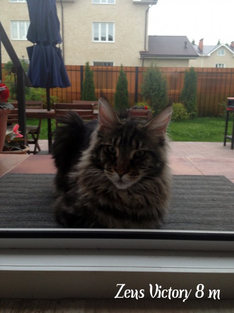 Zeus Victory, 8 месяцев