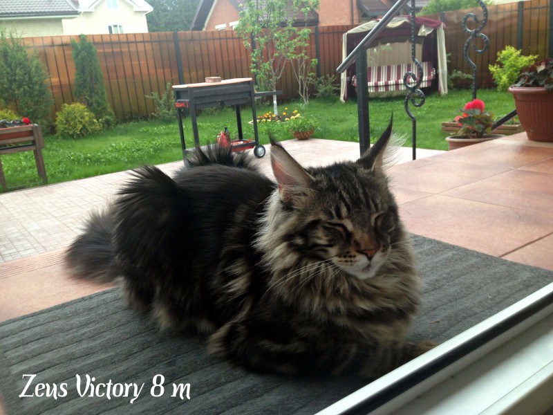 Zeus Victory, 8 месяцев