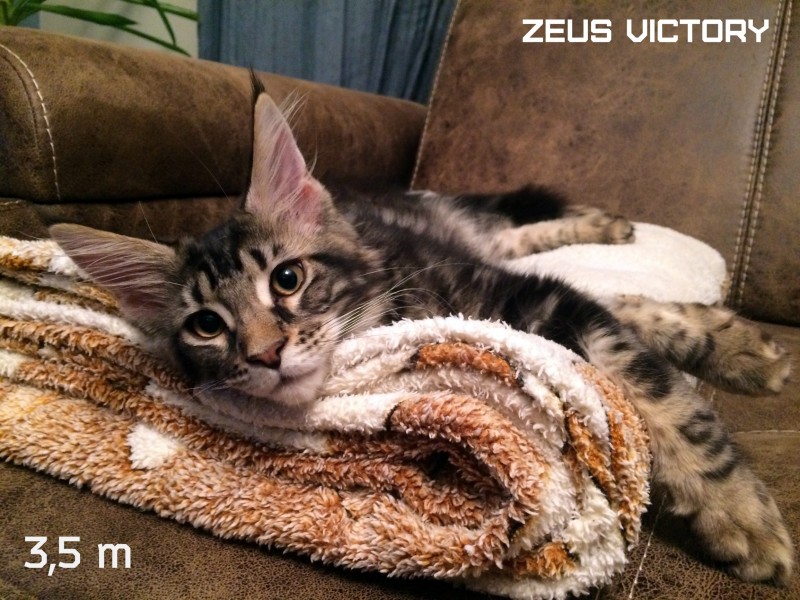 Zeus Victory, 3,5 месяца