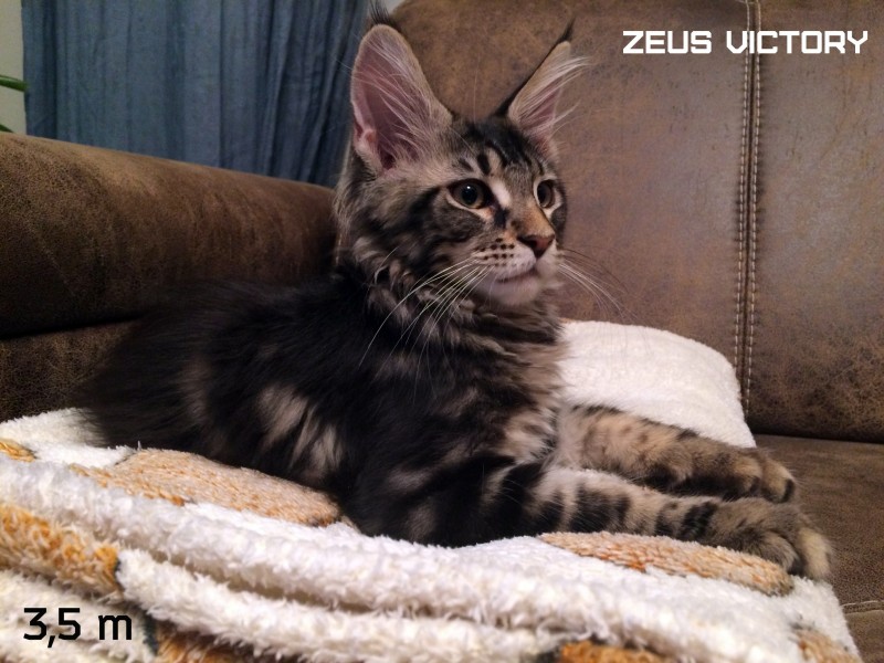 Zeus Victory, 3,5 месяца