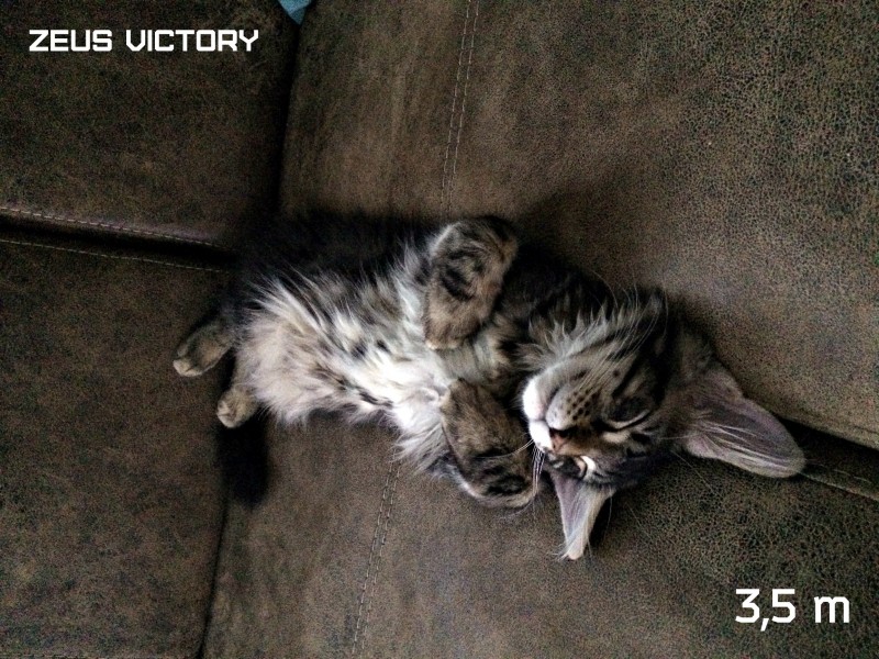 Zeus Victory, 3,5 месяца