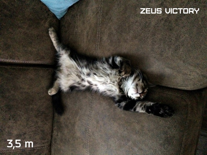 Zeus Victory, 3,5 месяца