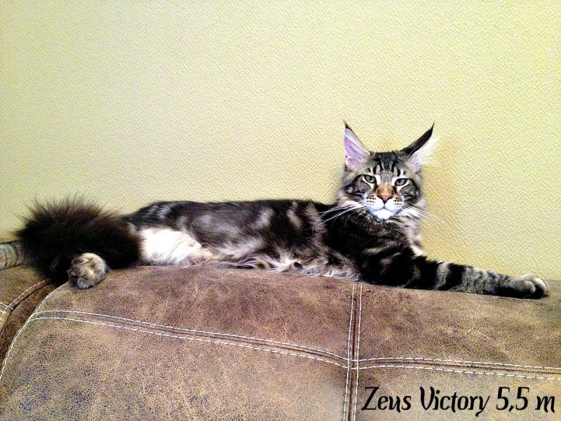 Zeus Victory, 5,5 месяца