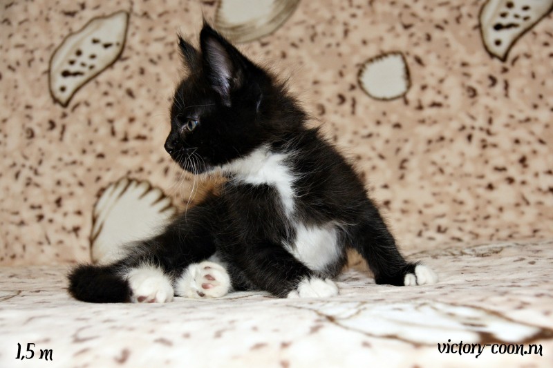 кот 2, 1,5 месяца, Victory