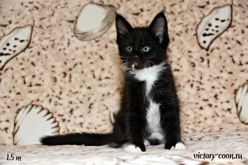 кот 2, 1,5 месяца, Victory