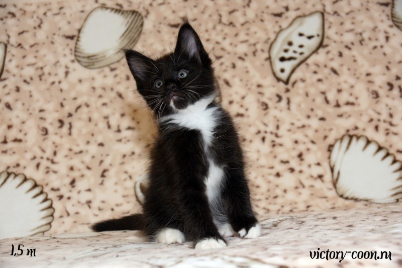 кот 2, 1,5 месяца, Victory