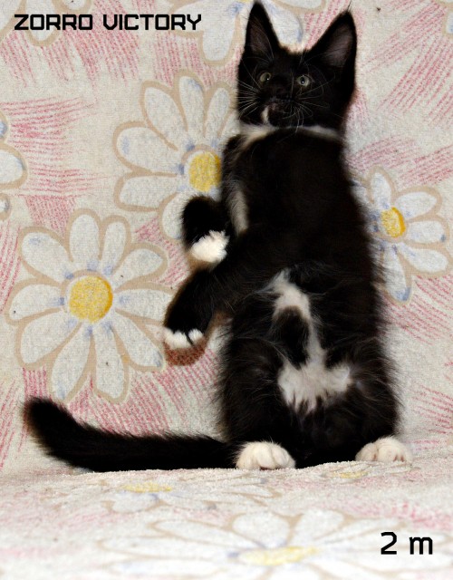 Zorro Victory, 2 месяца