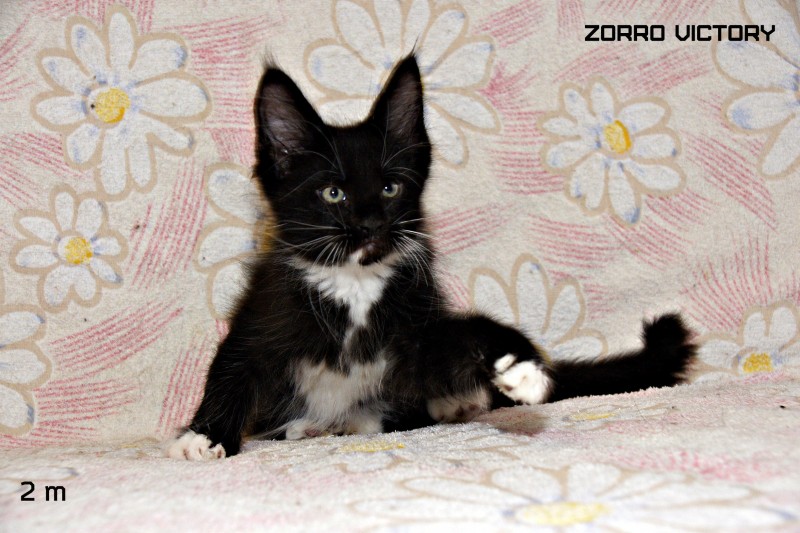 Zorro Victory, 2 месяца