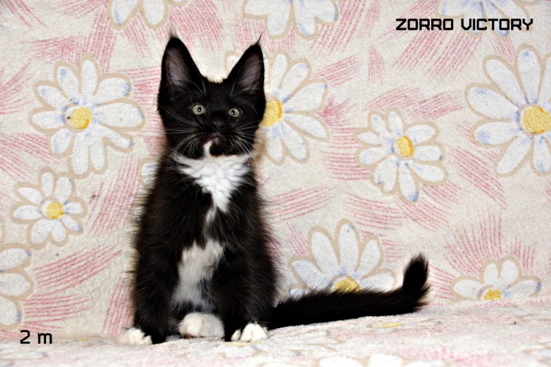 Zorro Victory, 2 месяца