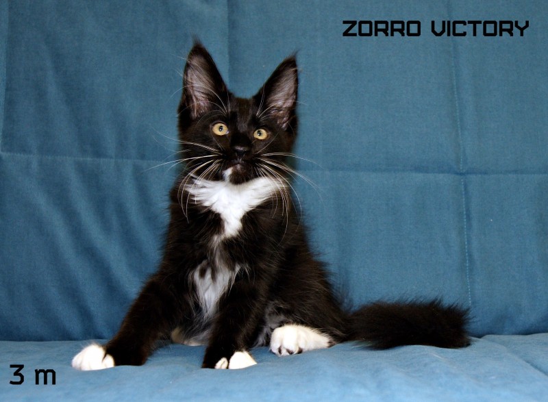 Zorro Victory, 3 месяца