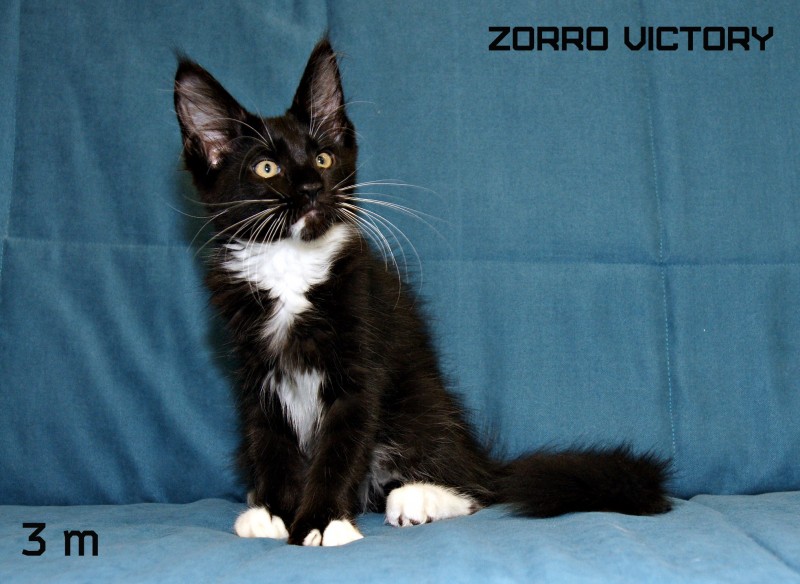 Zorro Victory, 3 месяца