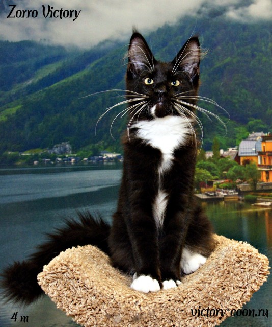 Zorro Victory, 4 месяца
