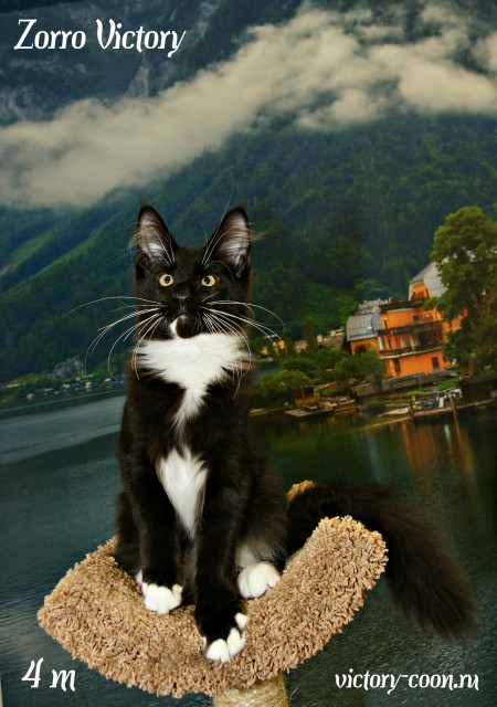 Zorro Victory, 4 месяца