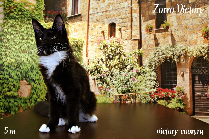 Zorro Victory, 5 месяцев