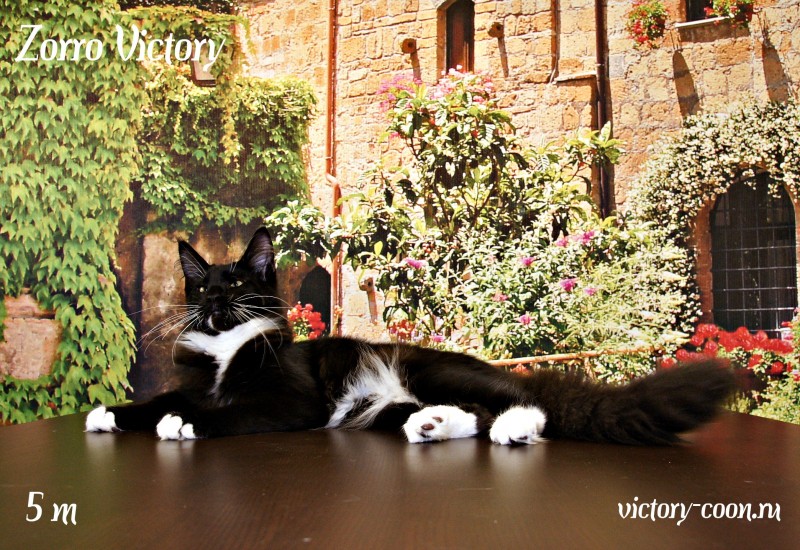 Zorro Victory, 5 месяцев