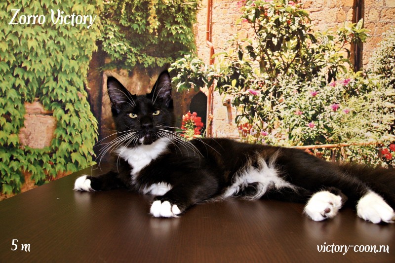 Zorro Victory, 5 месяцев