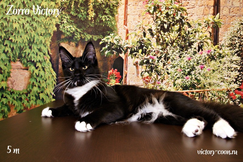 Zorro Victory, 5 месяцев