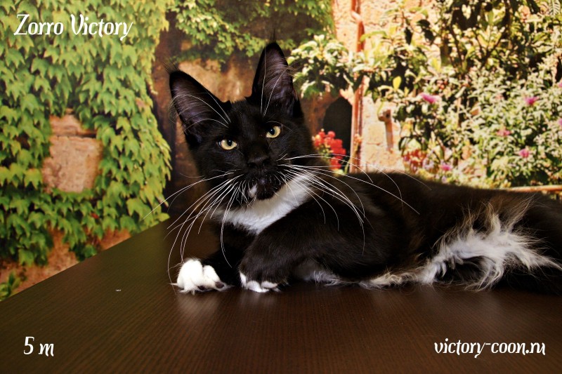 Zorro Victory, 5 месяцев