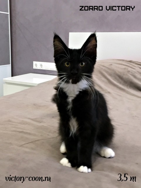 Zorro Victory, 3,5 месяца