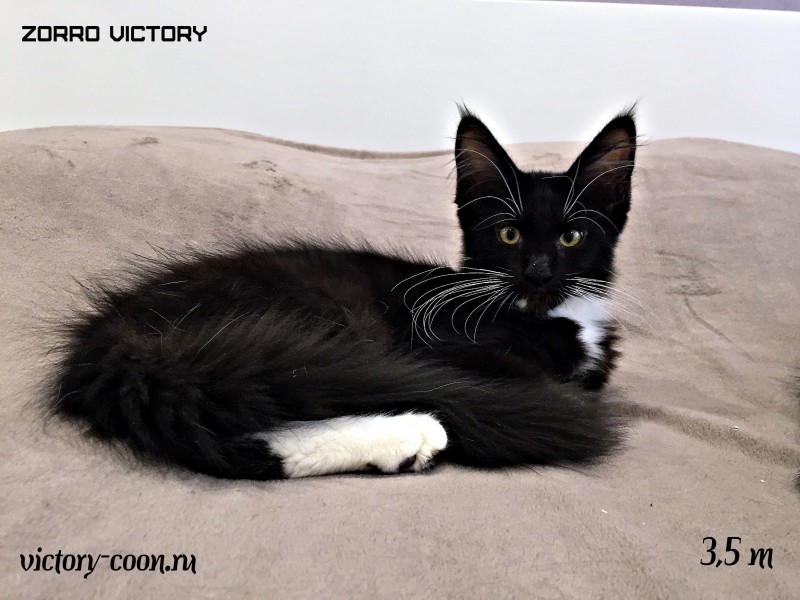 Zorro Victory, 3,5 месяца