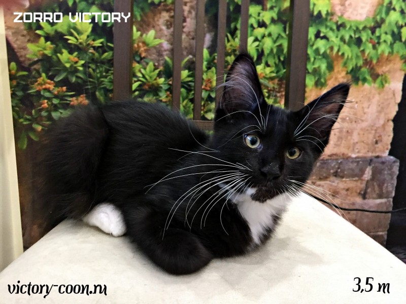 Zorro Victory, 4 месяца