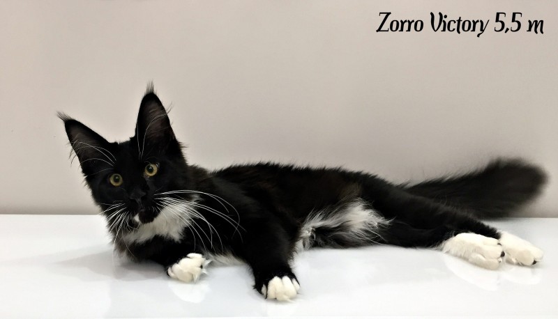 Zorro Victory, 5,5 месяцев
