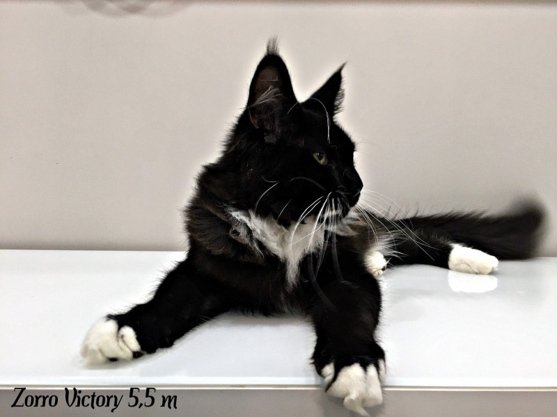 Zorro Victory, 5,5 месяцев