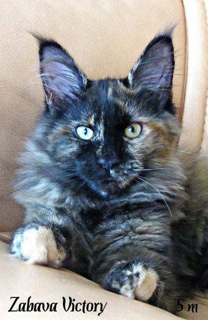 Zabava Victory, 5 месяцев