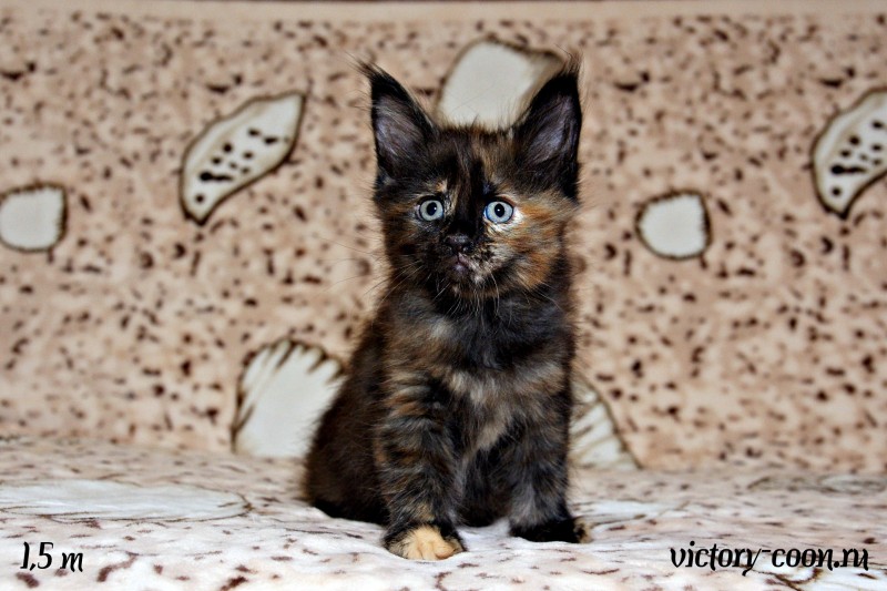 кошка 1, 1,5 месяца, Victory