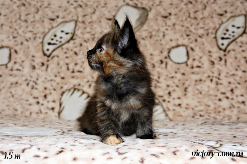 кошка 1, 1,5 месяца, Victory