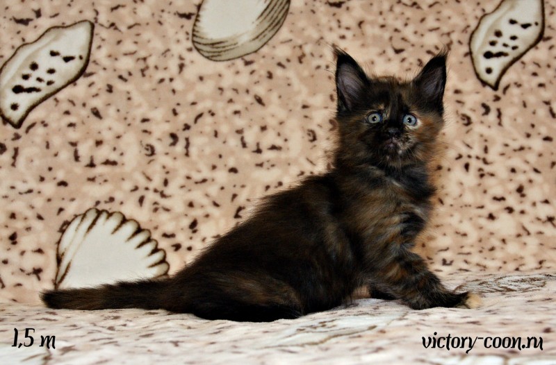 кошка 1, 1,5 месяца, Victory