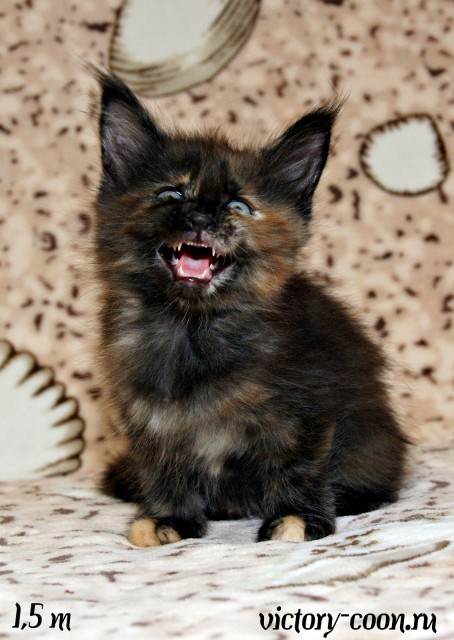 кошка 1, 1,5 месяца, Victory