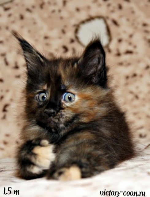кошка 1, 1,5 месяца, Victory