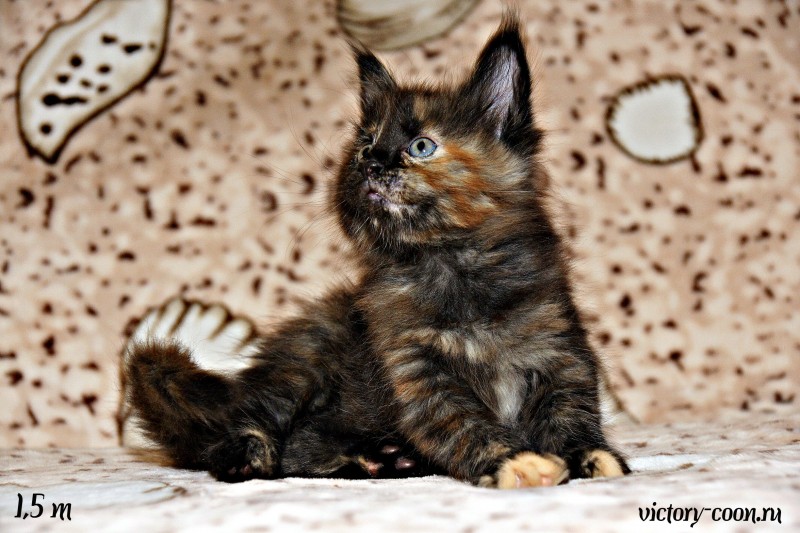 кошка 1, 1,5 месяца, Victory