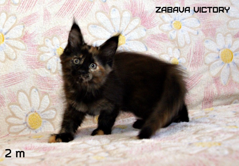 Zabava Victory, 2 месяца