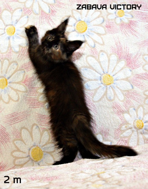 Zabava Victory, 2 месяца