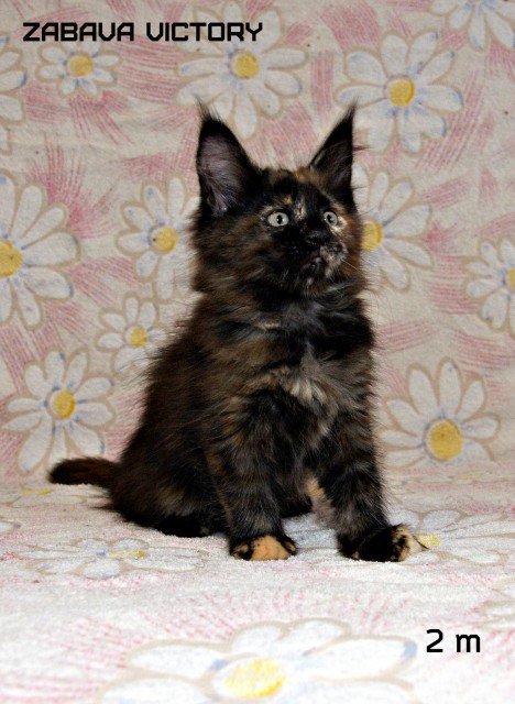 Zabava Victory, 2 месяца