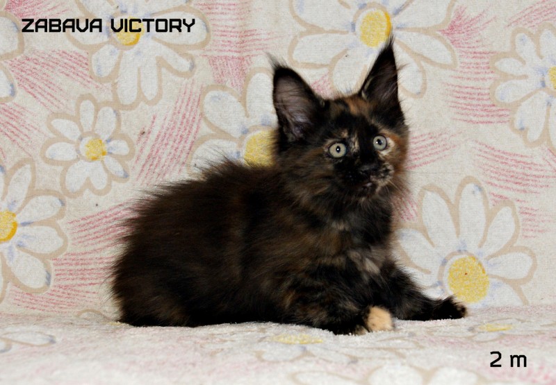 Zabava Victory, 2 месяца