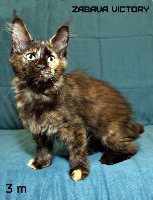 Zabava Victory, 3 месяца