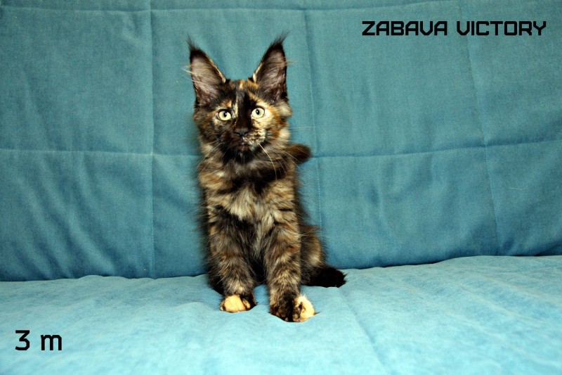 Zabava Victory, 3 месяца